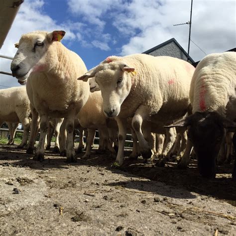 New Zealand lamb crop at its lowest in 60 years - Agriland