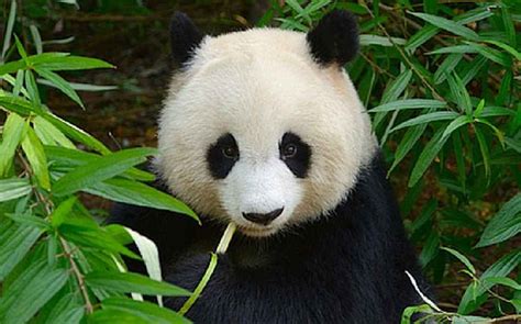 15 Fun Panda Facts for Kids to Discover and Learn