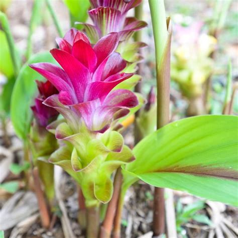 Zedoary, White Turmeric (Curcuma zedoaria) | My Garden Life