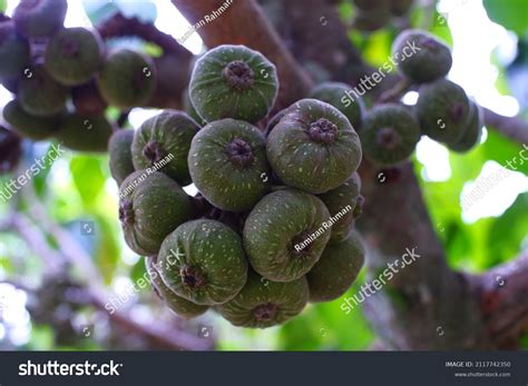 Pokok ara Images, Stock Photos & Vectors | Shutterstock