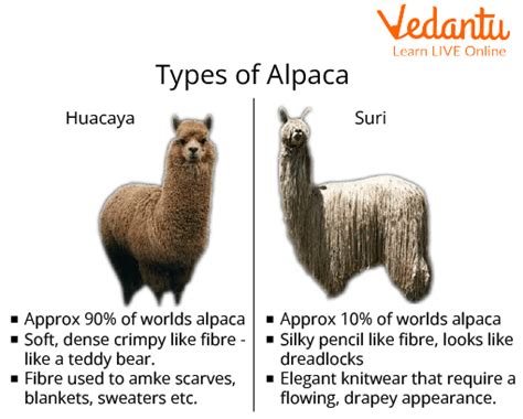 Scientific Name of Alpaca - Learn Important Facts and Details