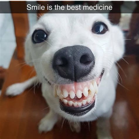 Chihuahua Smiling Dog Meme - Pets Lovers