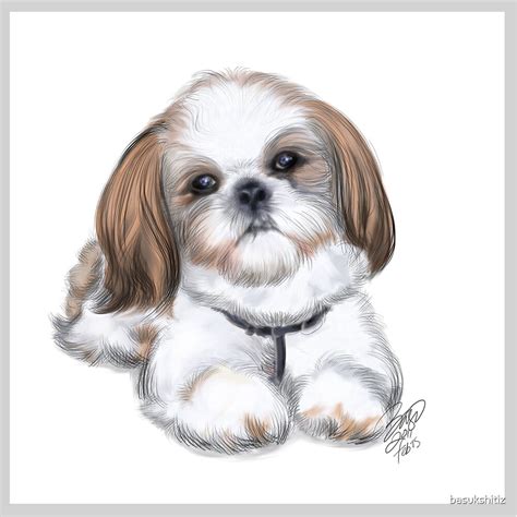 "illustration of shih tzu by Basu Kshitiz" by basukshitiz | Redbubble