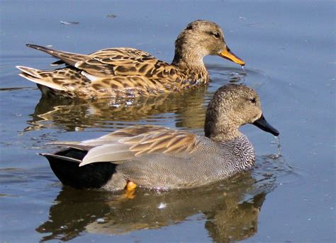 gadwall male and female images | http://www.atozpictures.com/gadwall ...