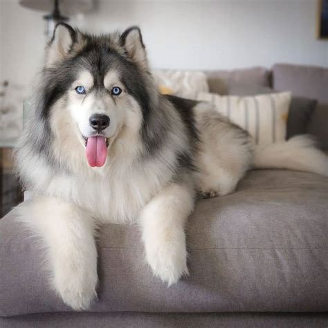 Wooly Husky: Facts About The Long Haired Husky (Full Guide)