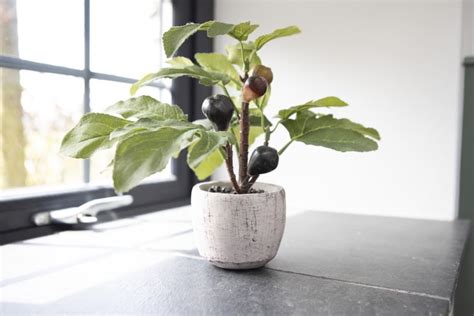 Indoor fruit trees - 9 varieties that yield tasty crops | Livingetc