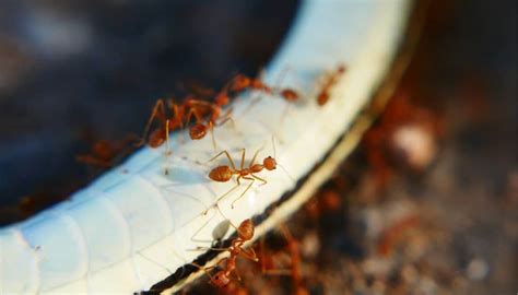 3 Tiny Red Ants In Florida That Annoys Florida Residents