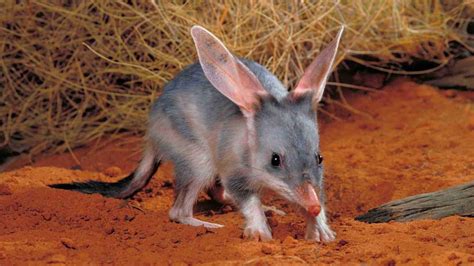 Eyre Peninsula bilby baby: Colony is surviving drought | The Advertiser