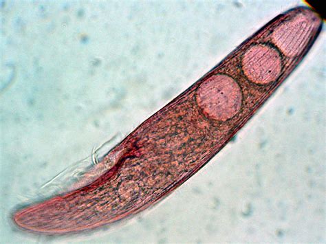 Are Bacteria Unicellular