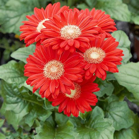 Gerbera Daisy Seeds