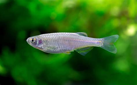 Pearl Danio (Danio albolineatus): Species Profile & Care Guide - Fish ...