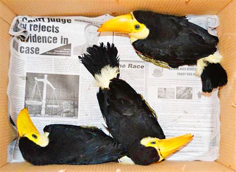 Stolen toucan chicks recovered after 6-week operation - Stabroek News