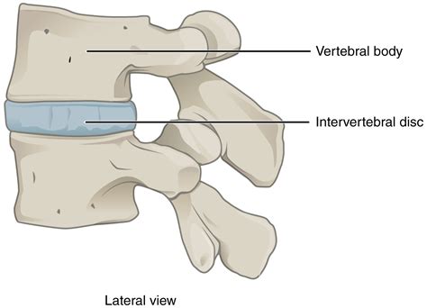 9.1 Classification of Joints – Douglas College Human Anatomy and ...