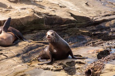 Young California Sea Lion Zalophus Californianus Pups Stock Photo ...