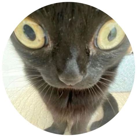 Round icon pfp cute black cat big eyes aesthetic Y2K profile picture ...