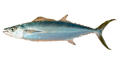 Mackerel, Where to catch Mackerel - Fishing Spots