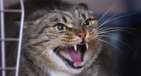 Why Do Cats Hiss: A Complete Guide to Cat Hissing