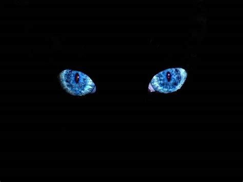 Black Cat Eyes Wallpaper - WallpaperSafari