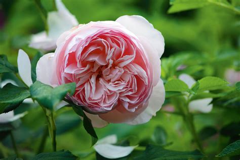 How to deadhead roses: expert techniques for more blooms | Homes & Gardens