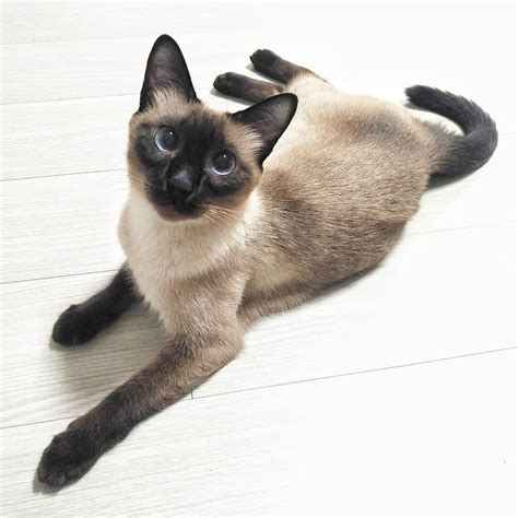 Best Siamese Cat Breed - Related Breeds and Litter Box Guide