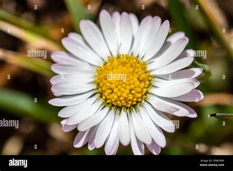 Common Daisy Leaves High Resolution Stock Photography and Images - Alamy