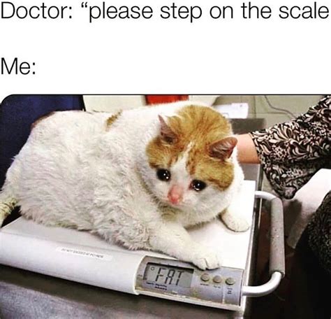 Top 10+ Funniest Fat Cat Memes on the Internet | PetPress