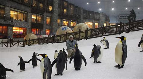 Dubai Snow Park Tour - Ski Dubai - Travelex Travels and Tours