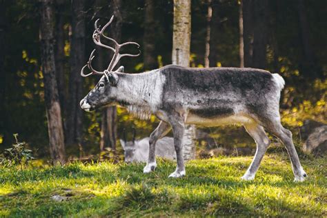 25 Wild Animals in Sweden [Wildlife in Sweden] - Kevmrc