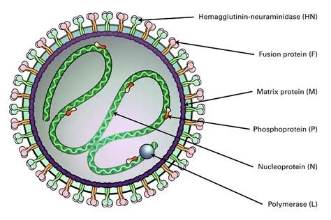 Mumps Virus - Definition, Replication, Structure, Genome, Pathogenesis ...