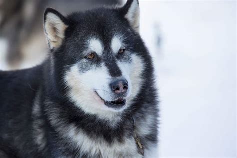 Husky Malamute Mix: Is the Alusky a good family pet? - K9 Web