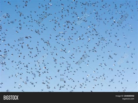 Swarm Flying Ants Image & Photo (Free Trial) | Bigstock