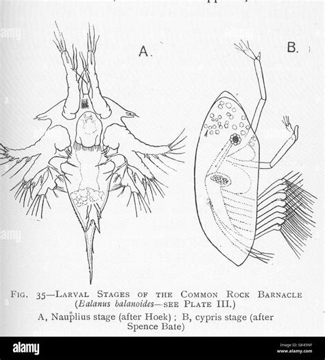 46414 Larval stages of the common rock barnacle (Balanus balanoides ...