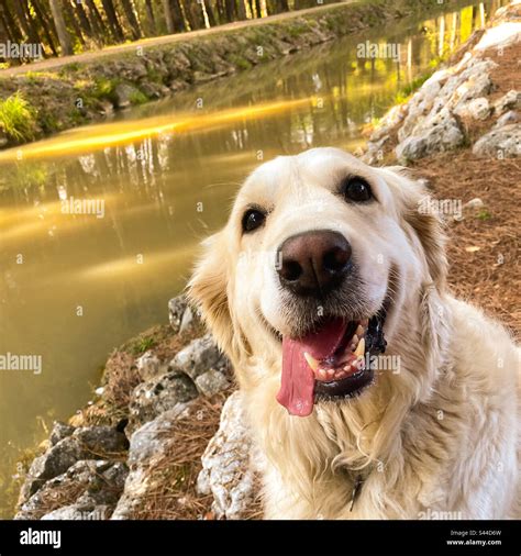 A close up Golden Retriever smile Stock Photo - Alamy