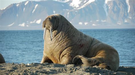 Here are our top 10 facts about Walrus | WWF