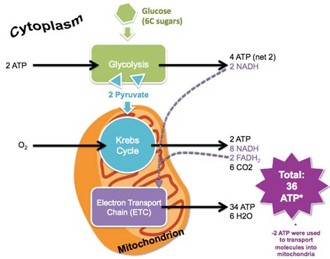 Aerobic Respiration