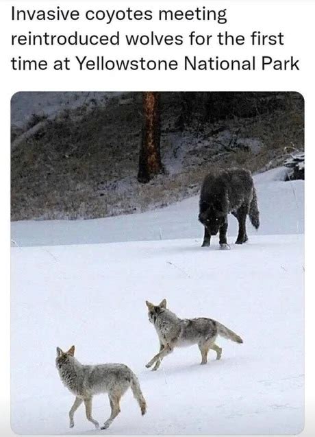 Coyotes and Wolves - Meme by Dutta0101 :) Memedroid