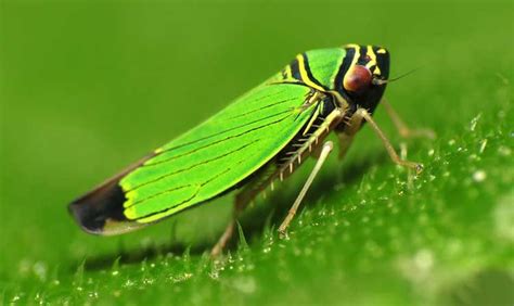 Leafhopper Pests: How To Kill Off Lurking Cicadellidae | Epic Gardening