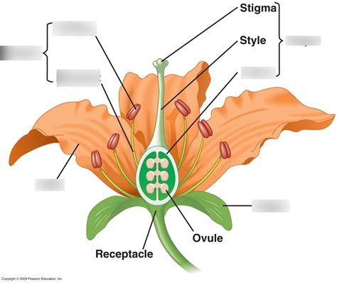 What Are The Reproductive Parts Of An Angiosperm Flower at Abigail ...