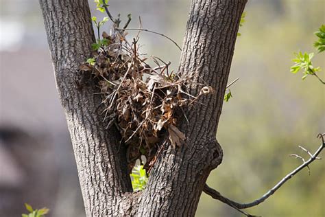 Royalty Free Squirrel Nest Pictures, Images and Stock Photos - iStock