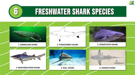 Discover 6 Freshwater Shark Species! - A-Z Animals