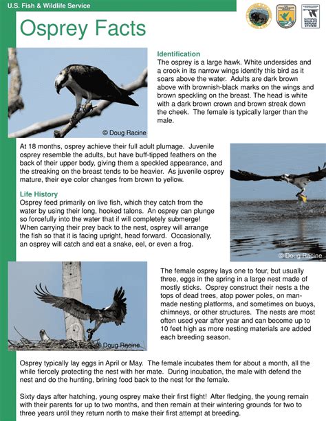 Osprey Facts - Fill Out, Sign Online and Download PDF | Templateroller