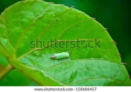 Leafhopper Stock Photos, Images, & Pictures | Shutterstock