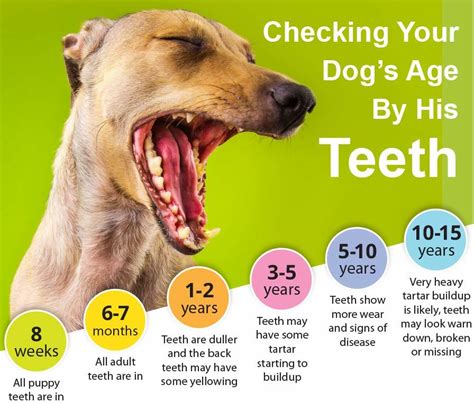 Checking-Dog-Age-Teeth_RescueDogs101 - Rescue Dogs 101