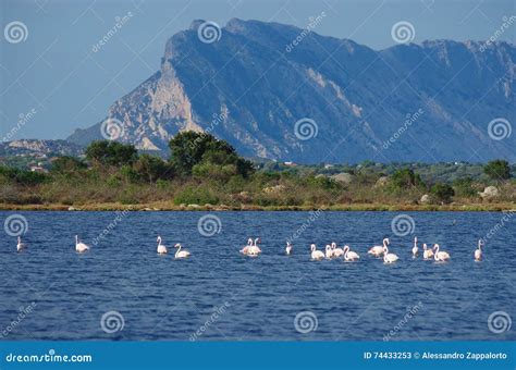 Flamingos in Sardinia stock image. Image of park, island - 74433253