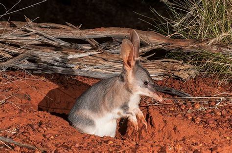 Greater bilby - Australian Conservation Foundation