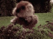 Caddyshack Gopher GIF - Caddyshack Gopher Dancing - Discover & Share GIFs