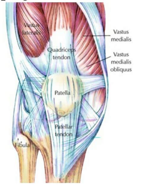 Diagram Of Left Knee Ligaments And Tendons