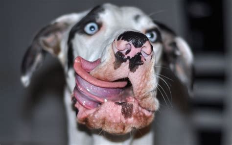 Posing pooch: Great Dane dog caught on camera pulling funny faces, in ...