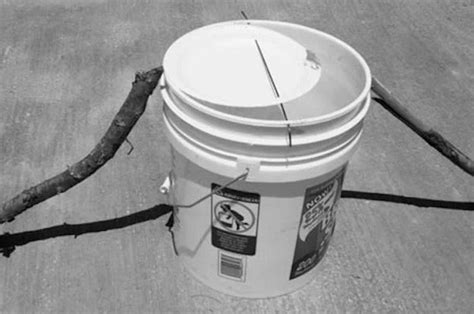 5 Gallon Bucket Mouse Trap – Walk the Plank Mouse Trap