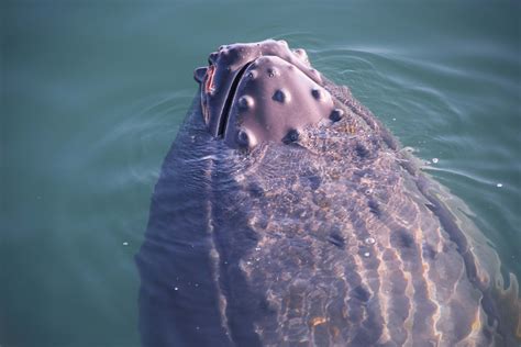 Do Whales Have Hair?